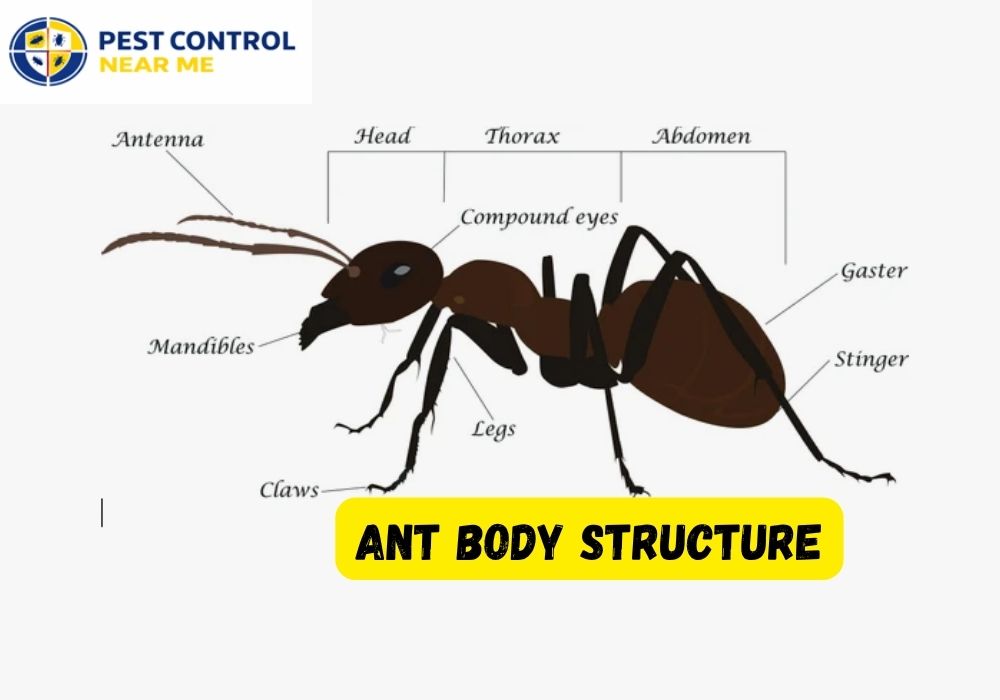 Ant Body Structure
