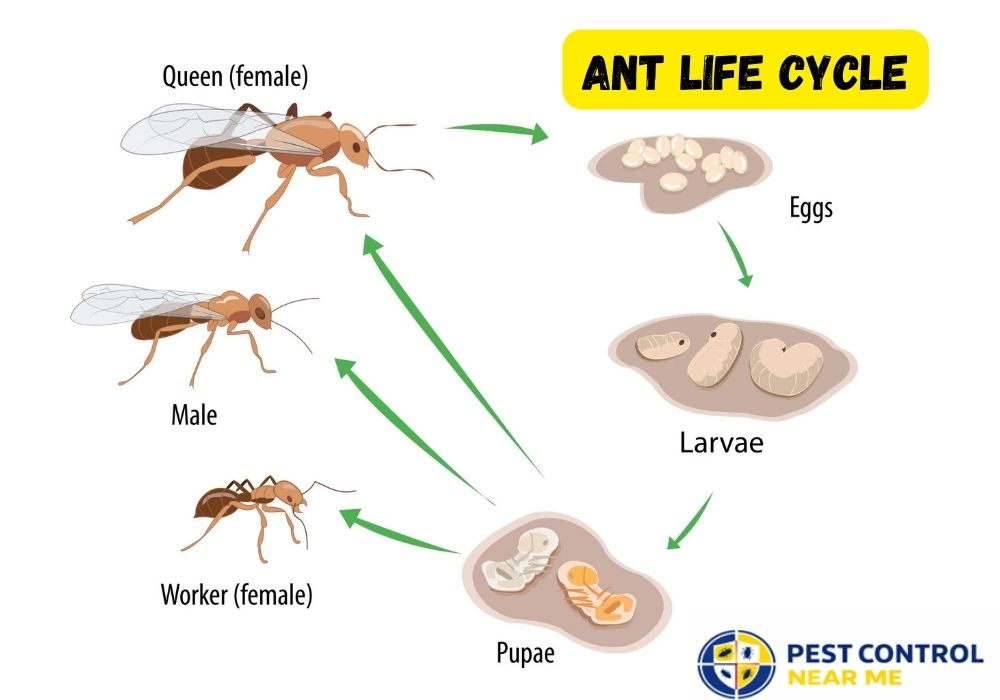 Ant Life Cycle| Ants Control in Grand Prairie, TX | Texas Ants Control - Pest Control Near Me