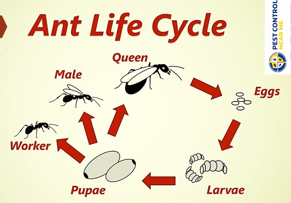Ant Life Cycle
