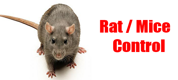 Factors That Affect Mouse Pest Control Pricing | Average Cost of Mouse Pest Control in Grand Prairie, TX