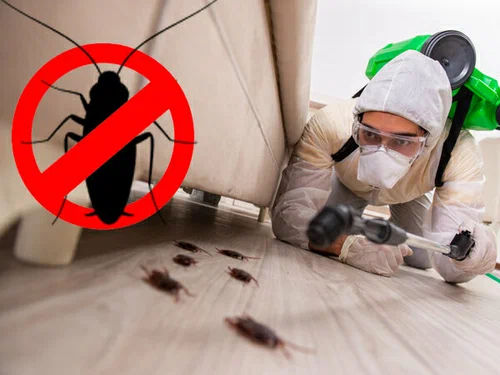 Average Cost of Roach Pest Control in Grand Prairie, TX - Pest Control Near Me