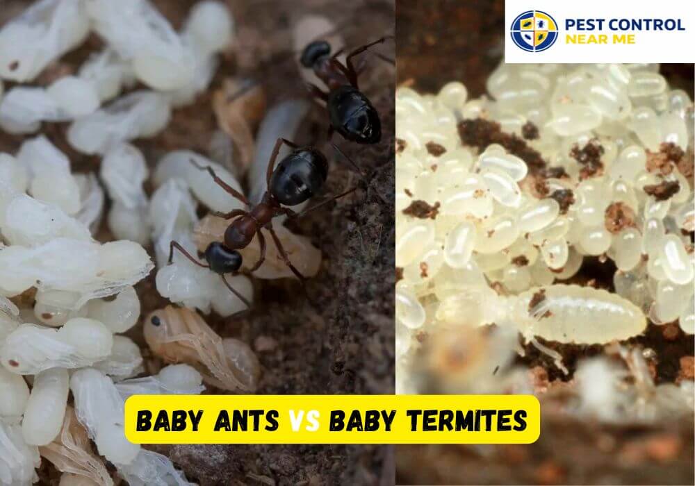 Baby Ants vs Baby Termites: Quick Comparison