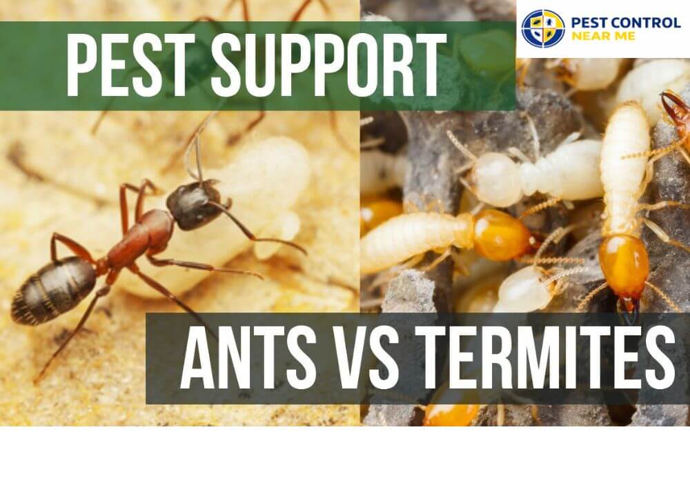 Baby Termite vs. Ant: Quick Comparison Table