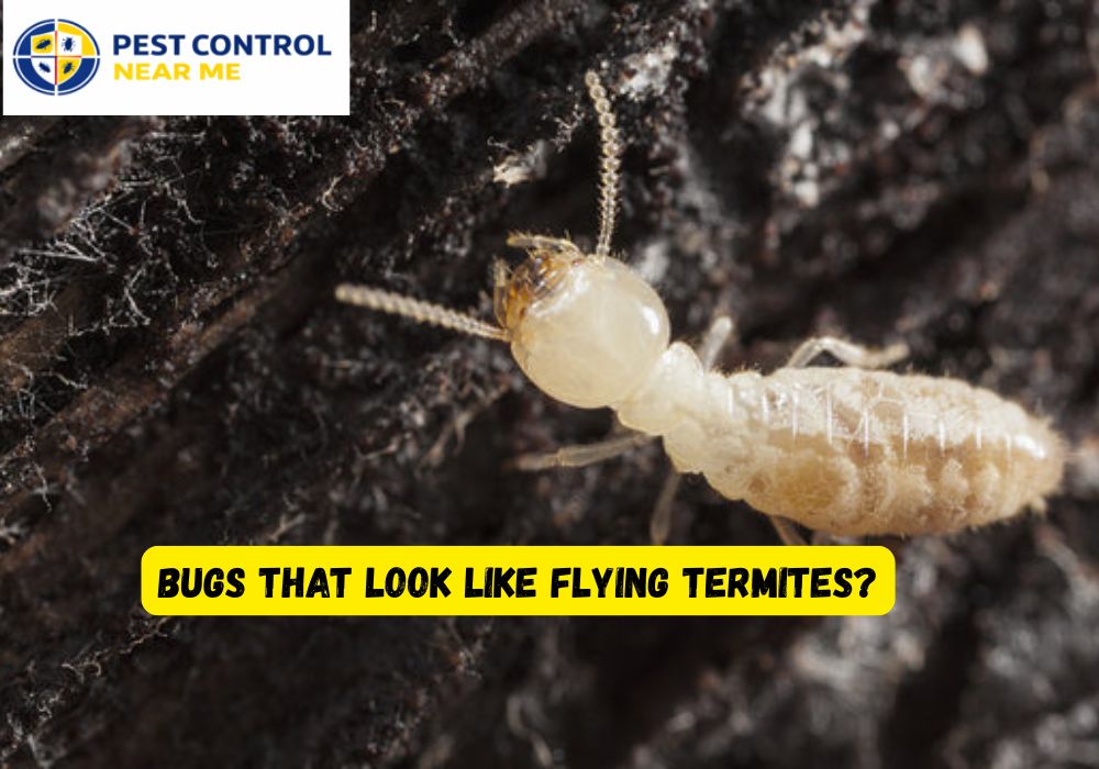 Bugs That Look Like Flying Termites - Pest Control Near Me Grand Prairie, TX