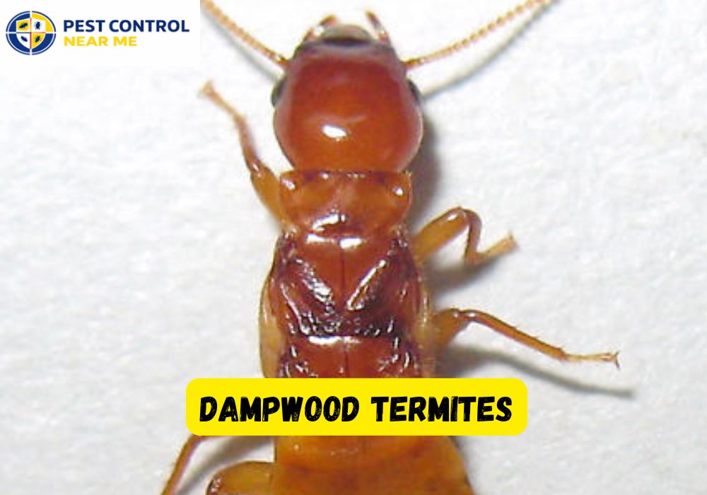 Dampwood Termites