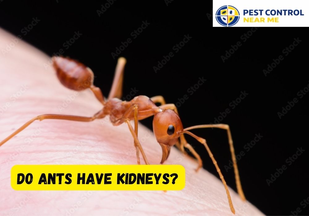 Do Ants Have Kidneys? | Ants Control in Grand Prairie, TX | Texas Ants Control -Pest Control Near Me