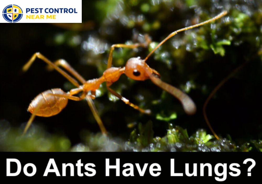 Do Ants Have Lungs? | Ants Control in Grand Prairie, TX | Texas Ants Control -Pest Control Near Me