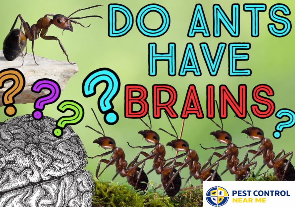 Do Ants Have Brains? How Intelligent Are Ants? How do they “talk”?