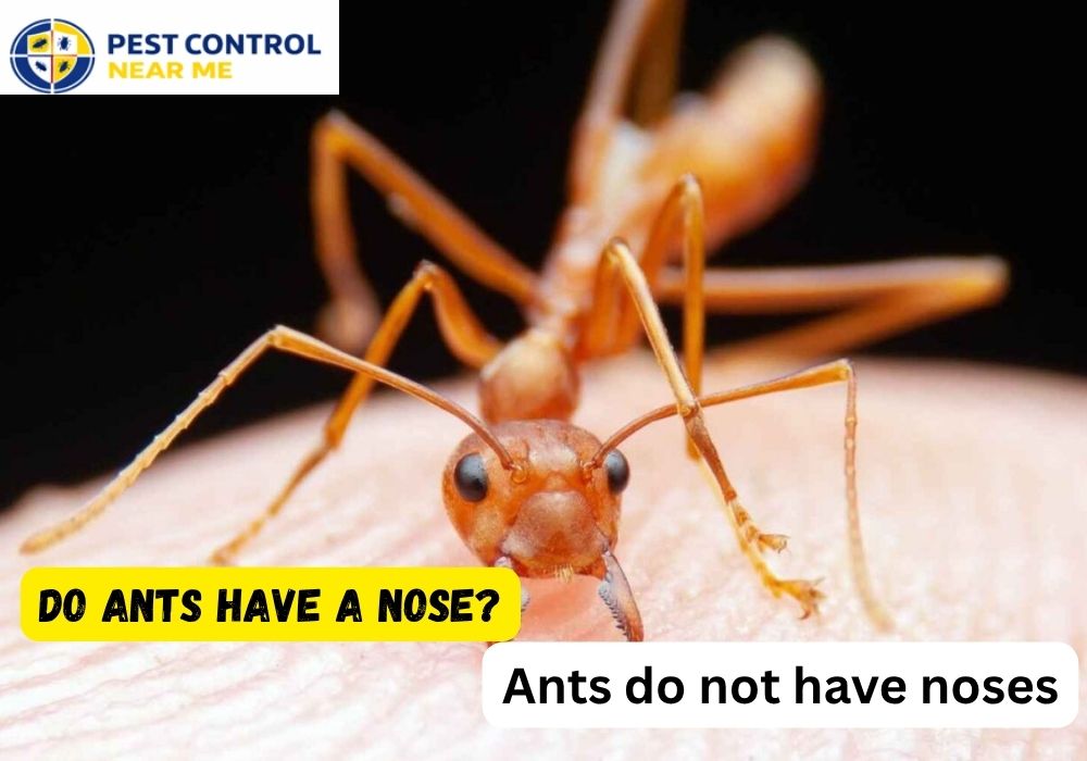 Do Ants Have a Nose? | Ants Control in Grand Prairie, TX | Texas Ants Control -Pest Control Near Me