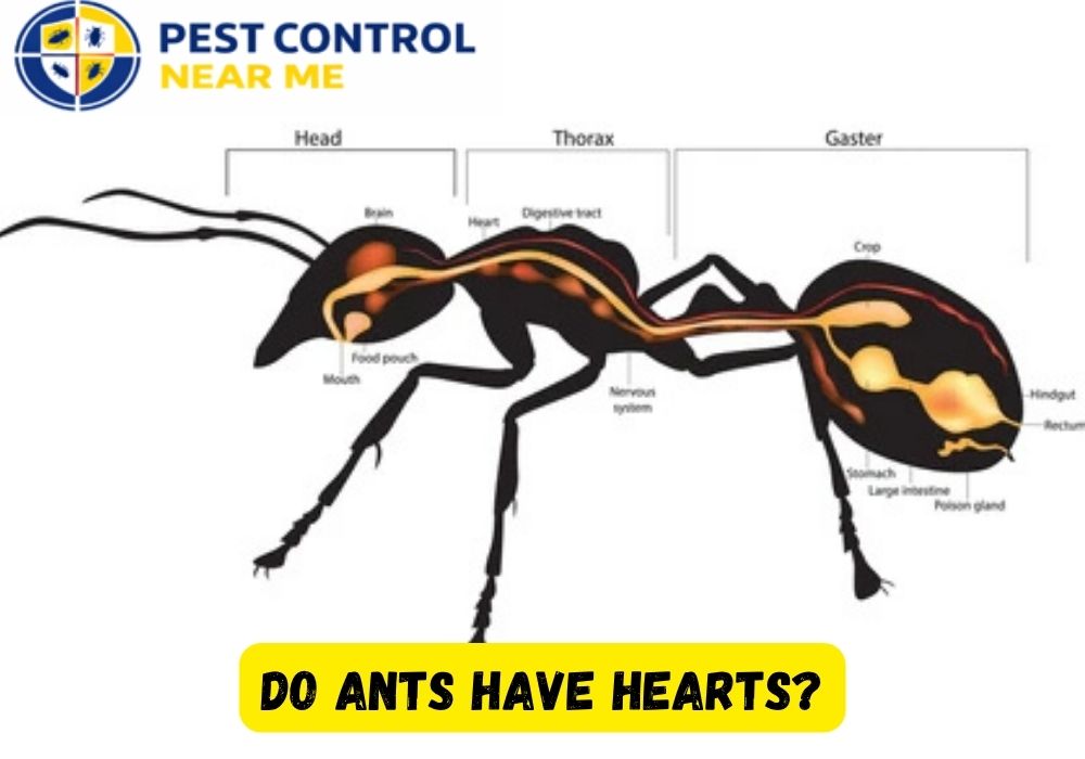 Do Ants have Hearts, Kidney, Lungs, and Nose? 2026 Essential Guide