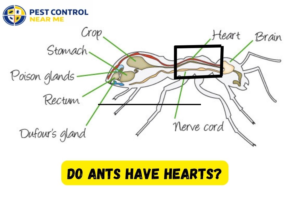 Do Ants have Hearts? | Ants Control in Grand Prairie, TX | Texas Ants Control -Pest Control Near Me