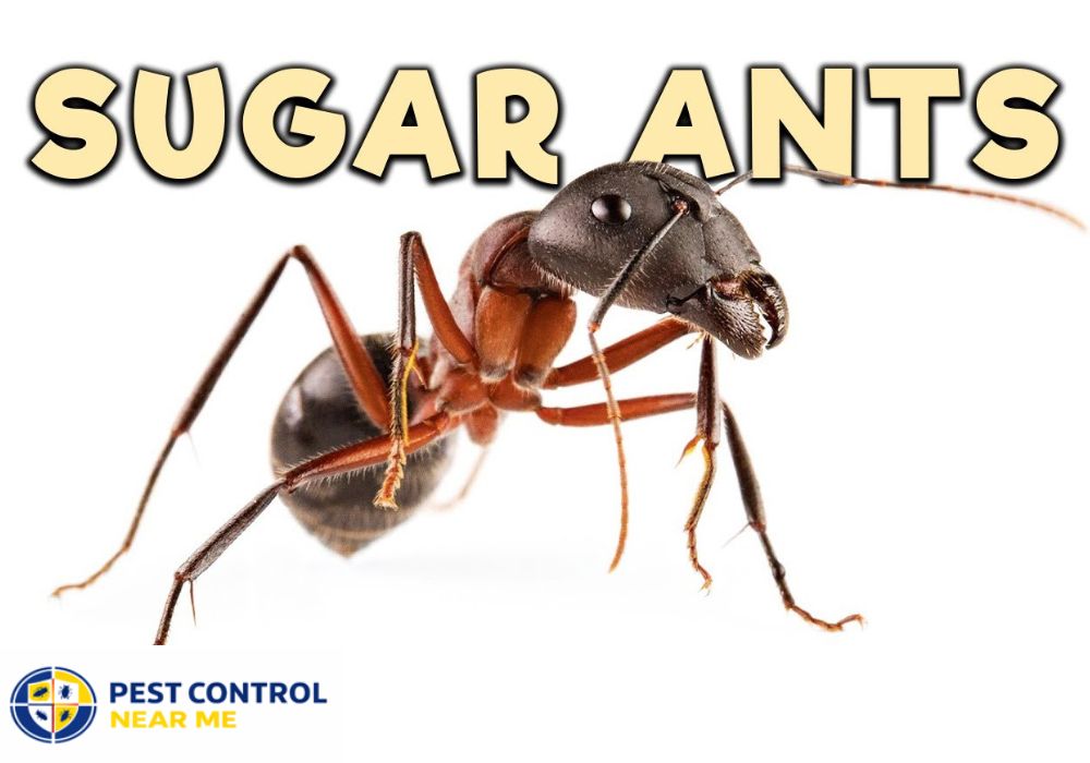 Do Sugar Ants Bite Animals - Pest Control Near Me