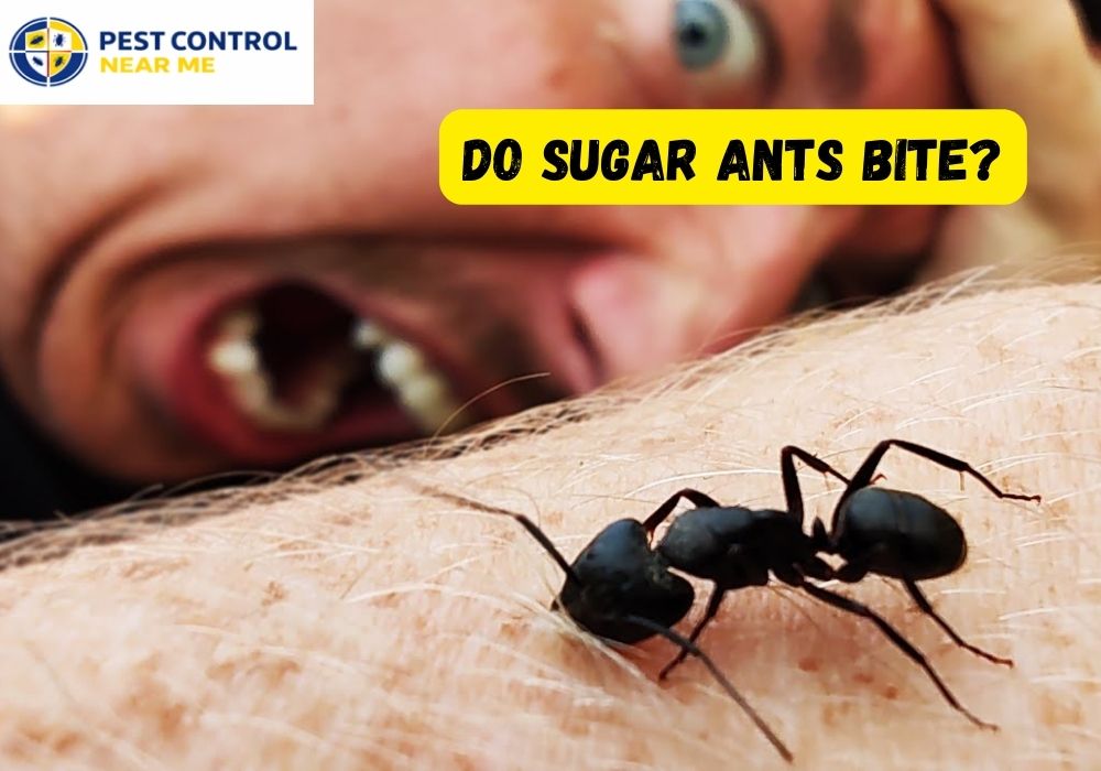 Do Sugar Ants Bite? Identify & Get Rid of Sugar Ants in 2026