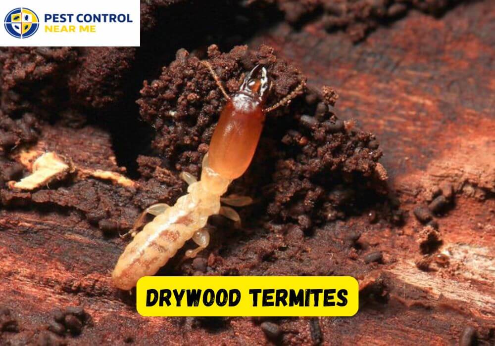 Drywood Termites