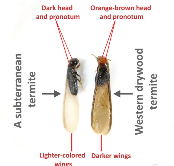 Drywood Tiny Baby Termites vs. Subterranean