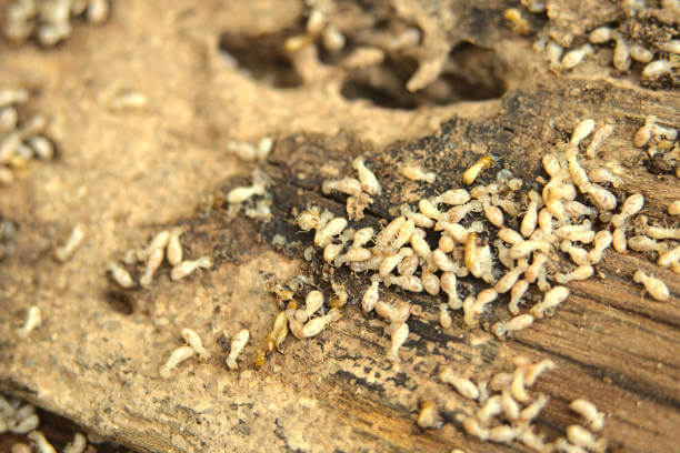 Drywood Tiny Baby Termites