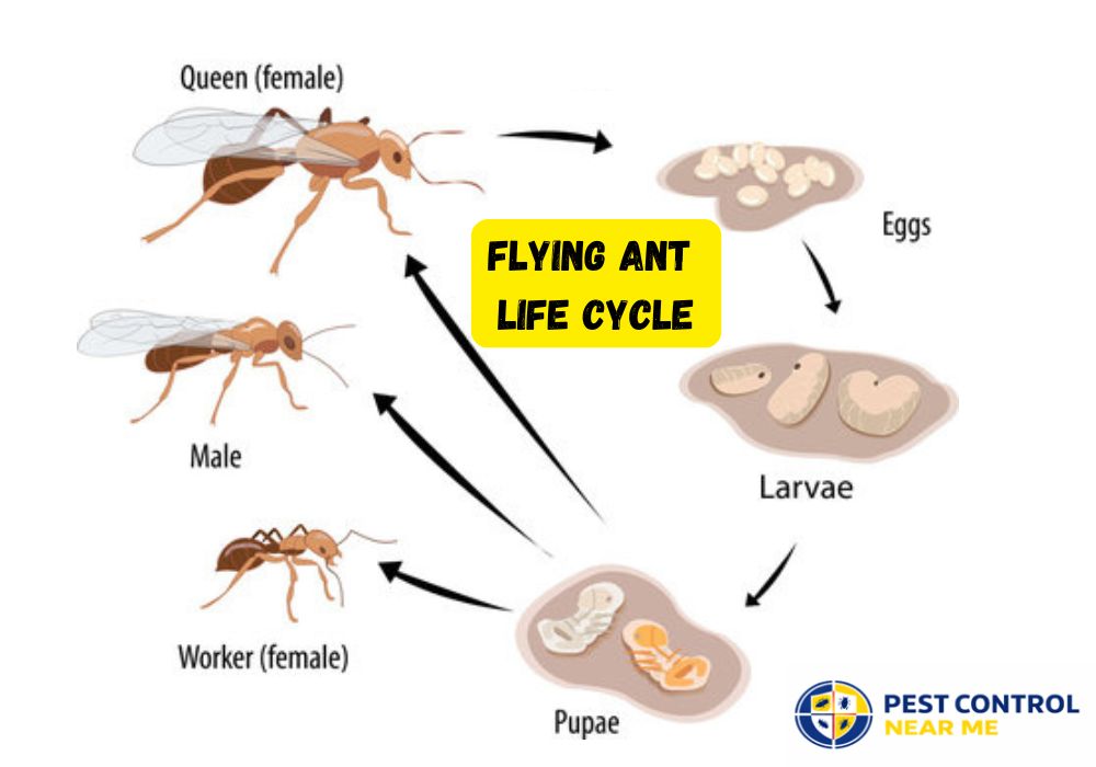 Flying Ant  Life Cycle - Pest Control Near Me 