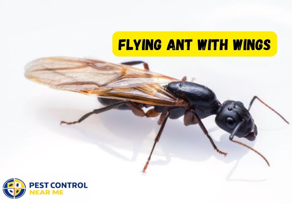 Flying Ant With Wings | Ants with Wings in Texas- Pest Control Near Me