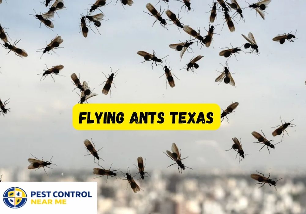 Flying Ants Texas: Everything You Need to Know in 2026