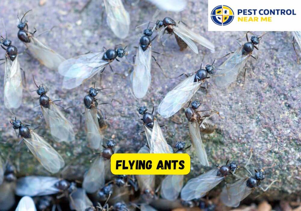 Flying Ants