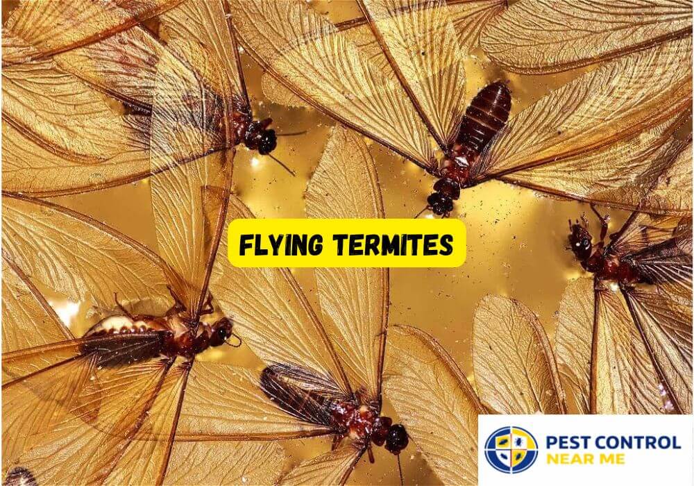 Flying Termites
