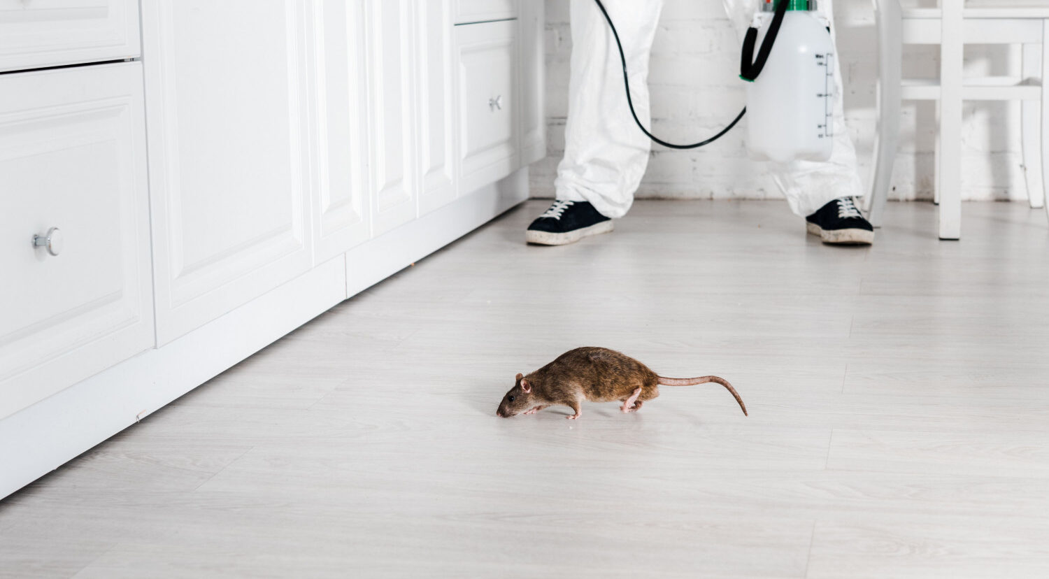 How Much is Pest Control for Mice in Grand Prairie, TX? 2026 Essential Guide