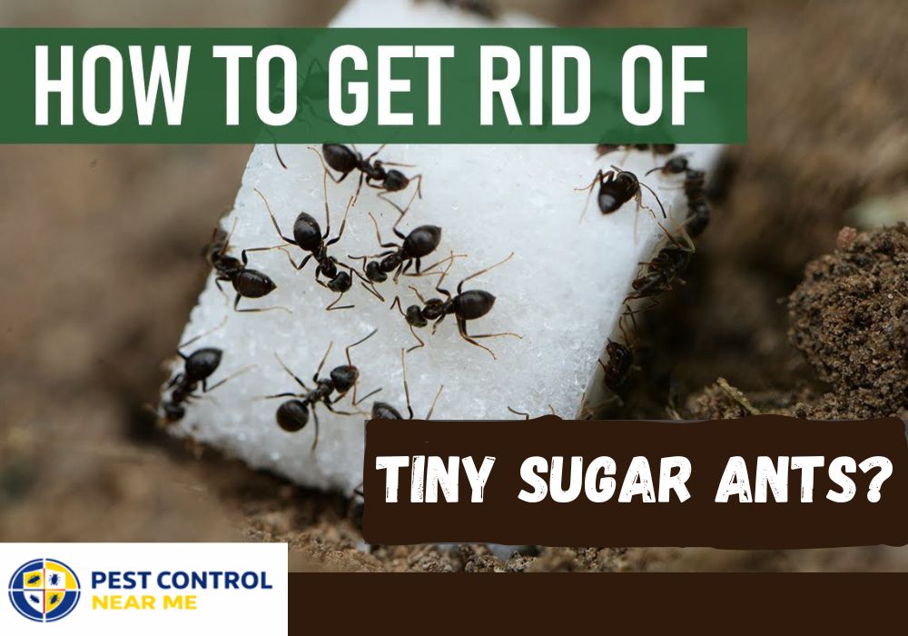 How to Get Rid of Tiny Sugar Ants in Grand Prairie, TX?