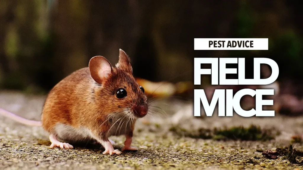 Monthly Pest Control Plans for Mice in Grand Prairie, TX