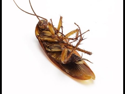 Monthly Pest Control Plans for Roaches for Grand Prairie, Tx Houses - Pest Control Near Me