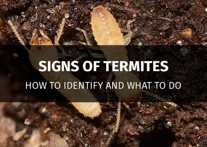 Signs You Have Tiny Baby Termites