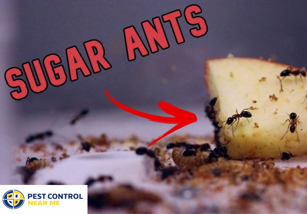 Signs You Have Tiny Sugar Ants in House?