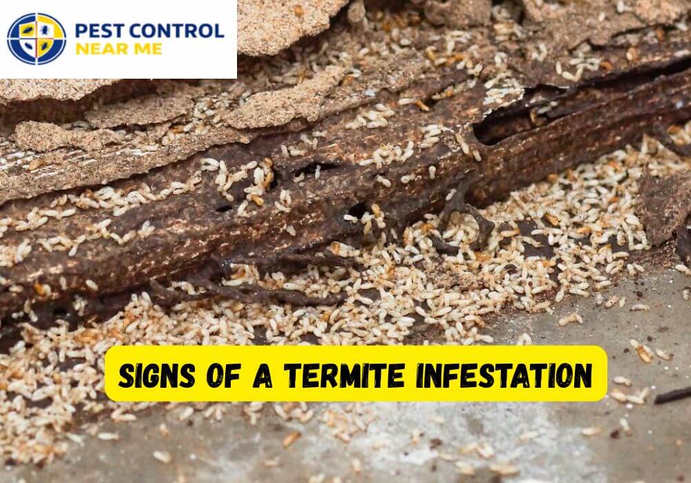 Signs of a Termite Infestation - Pest Control Near Me