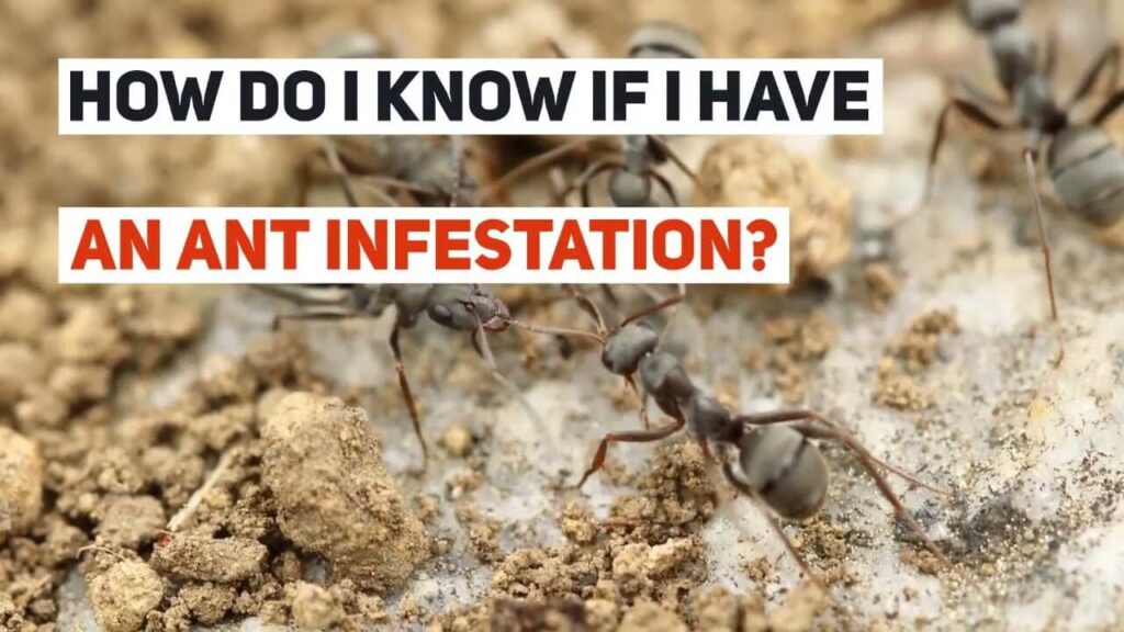 Signs of an Ant Infestation - Pest Control Near Me