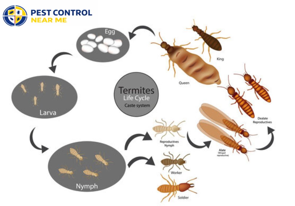 Termite Life Cycle