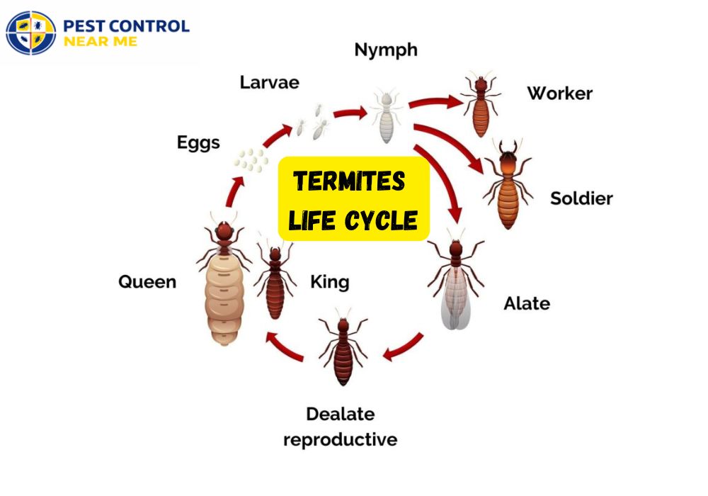 Termites  Life Cycle - Pest Control Near Me Grand Prairie, TX