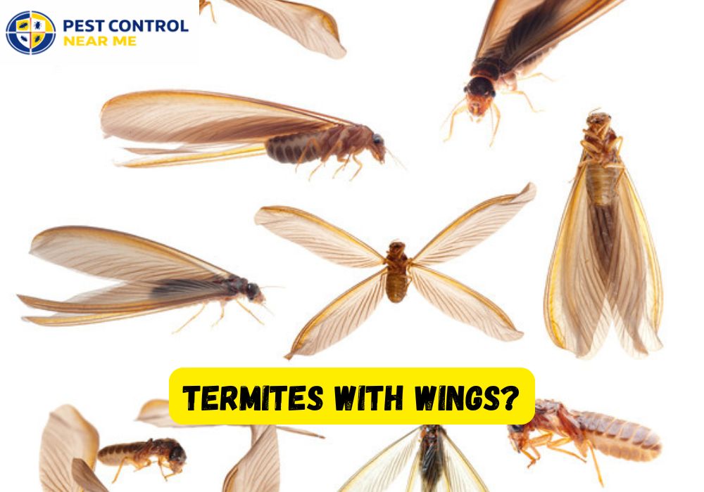 What Color Are Termites With Wings? Pest Control Near Me