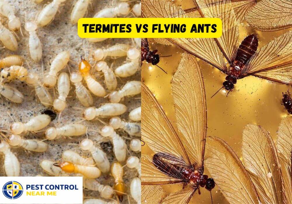 Termites vs Flying Ants in Texas