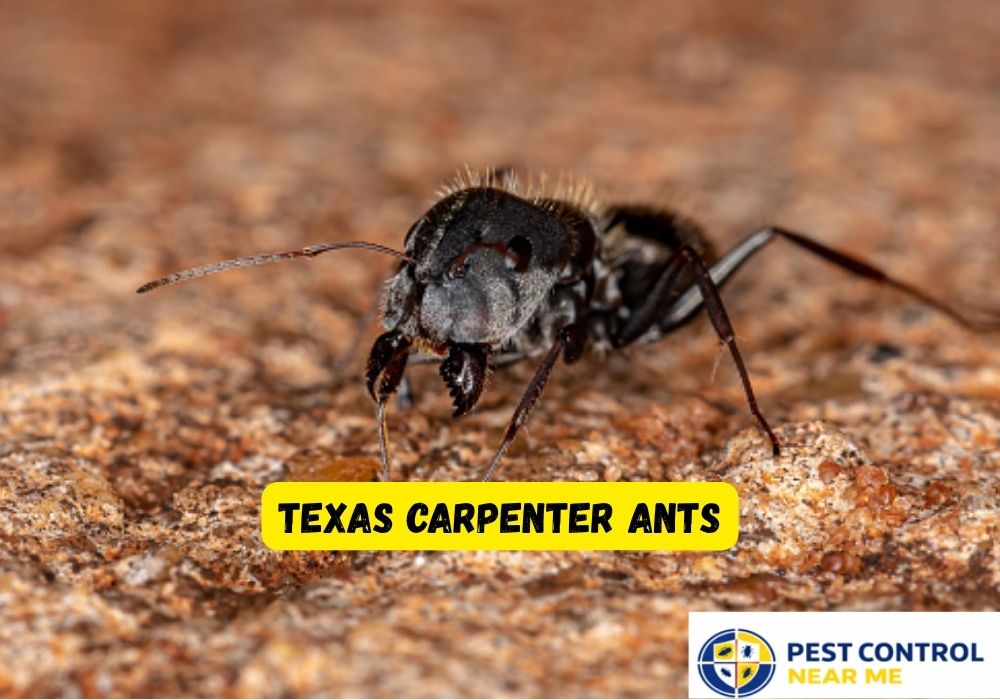Texas Carpenter Ants | Carpenter Ants in Grand Prairie, TX | Texas Carpenter Ants Control - Pest Control Near Me