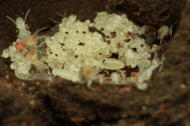 Tiny Baby Termites? Everything You Need to Know in 2026