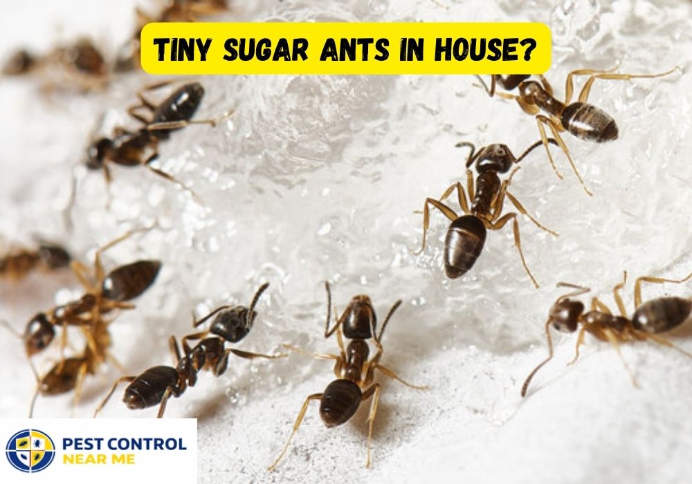 How to Get Rid of Tiny Sugar Ants? Identification & Control in House 2026