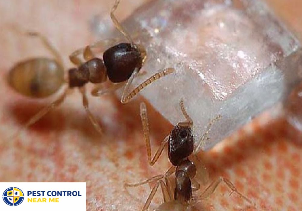 Are Sugar Ants Harmful? Tiny Sugar Ants in Texas