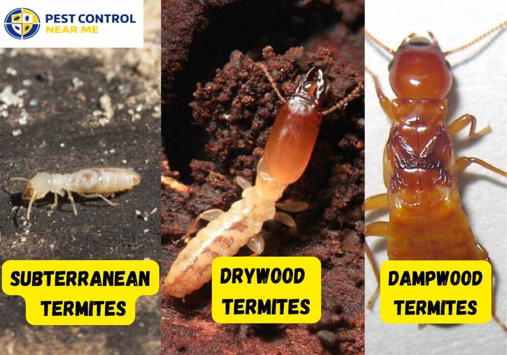 Common Types of Termites and Their Colors