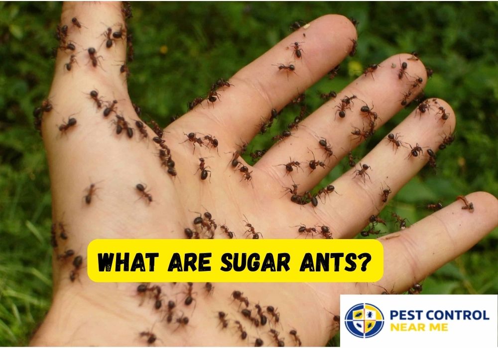 What Are Sugar Ants - Pest Control Near Me