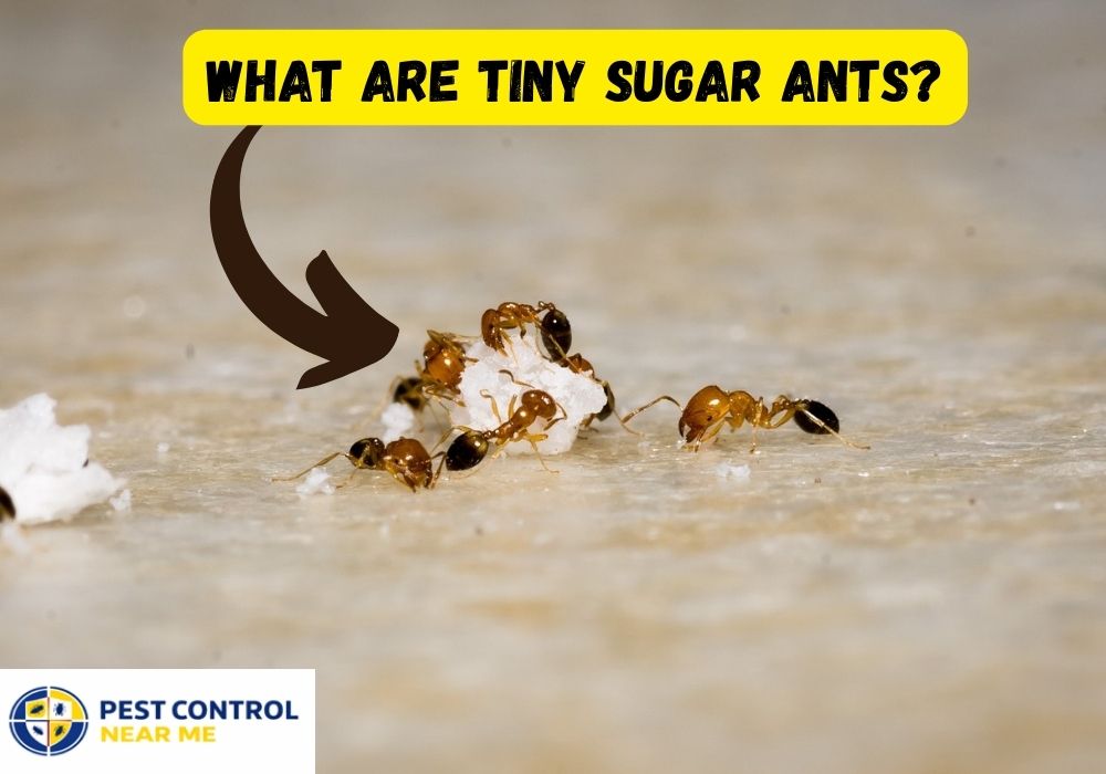 What Are Tiny Sugar Ants? Pest Control Near Me