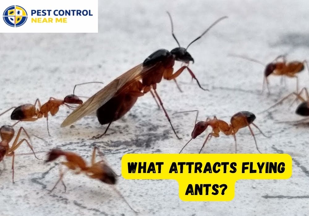 What Attracts Flying Ants? - Pest Control Near Me