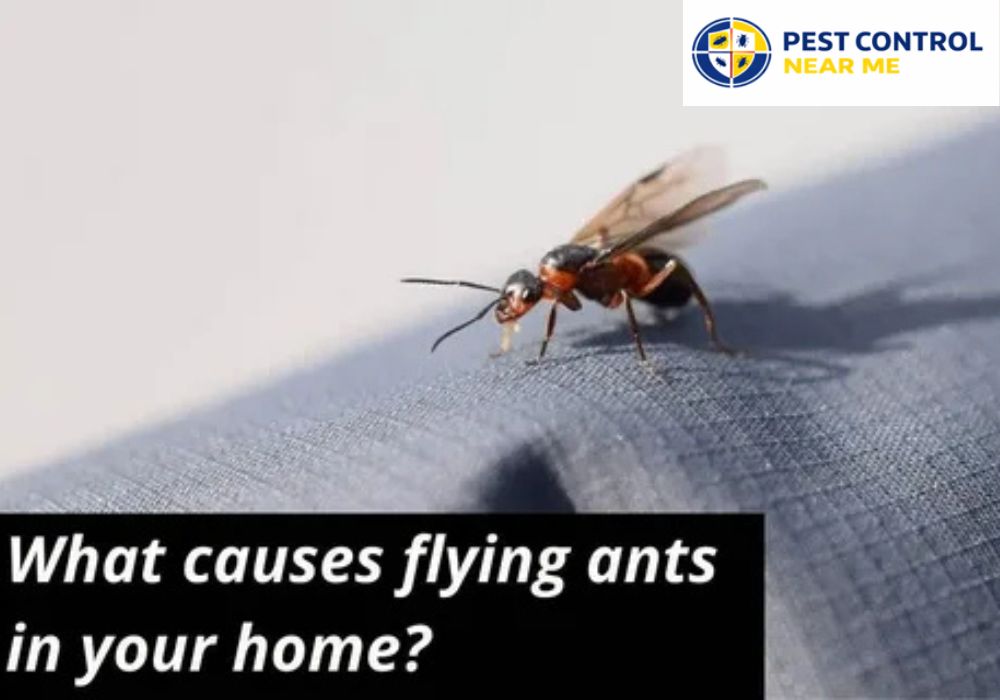 What Causes Flying Ants in Your House? - Pest Control Near Me