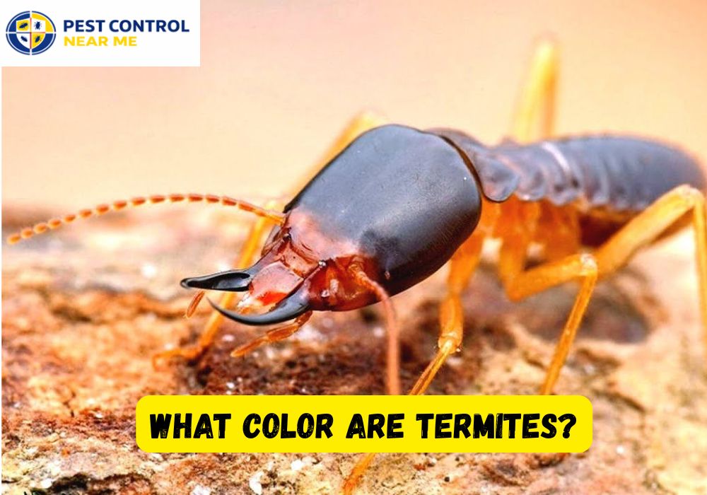 What Color are Termites? Common Types of Termites and Their Colors
