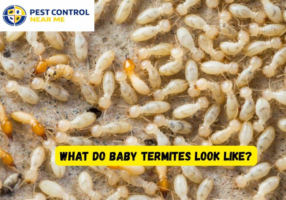 What Do Baby Termites Look Like? Termite Identification and Treatment in 2026