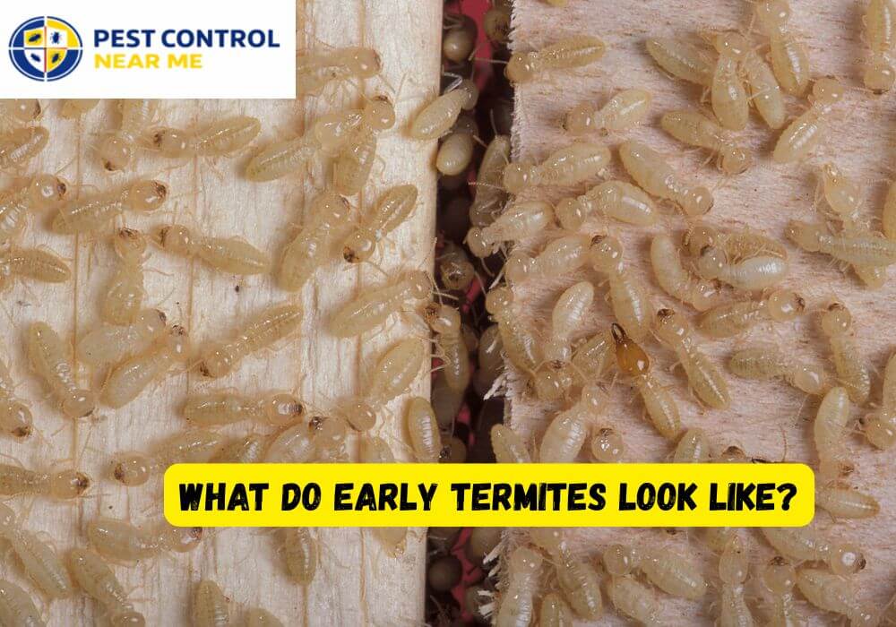 What Do Early Termites Look Like - Pest Control Near Me