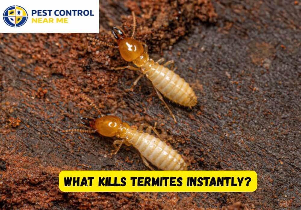 What Kills Termites Instantly? Pest Control Near Me